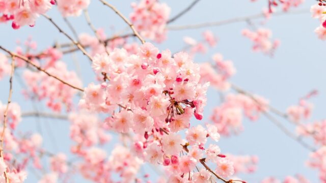 千葉県香取神宮の桜